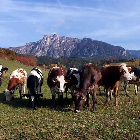 Farm stay Agritur Maso Chemela *